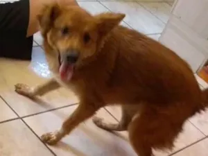 Cachorro raça Srd idade 1 ano nome Magali