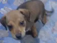 Rex