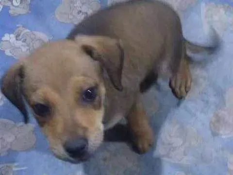 Cachorro ra a Raça indefinida idade 2 a 6 meses nome Rex