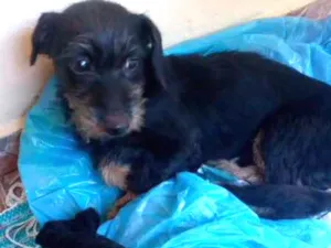 Cachorro raça vira-lata idade 7 a 11 meses nome sem nome