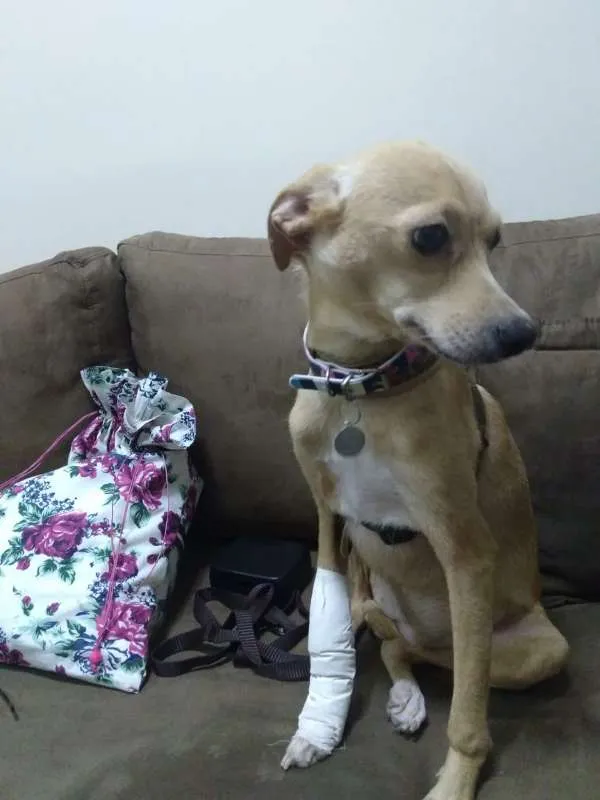 Cachorro ra a  idade 2 anos nome Susy