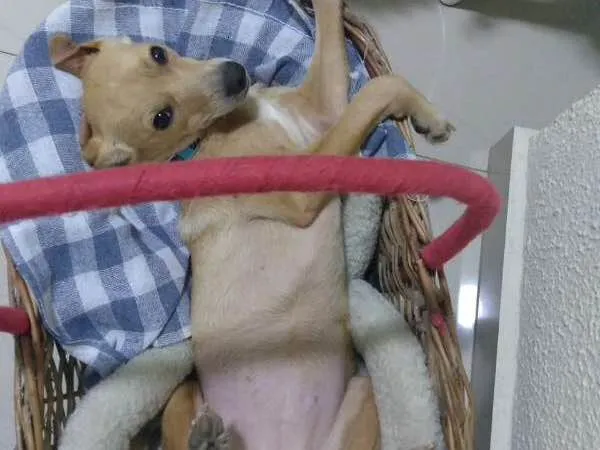 Cachorro ra a  idade 2 anos nome Susy