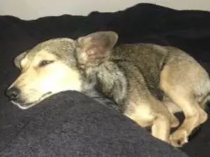 Cachorro raça SRD idade 1 ano nome Nao tem