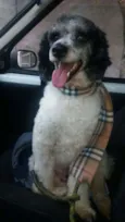 Pirata