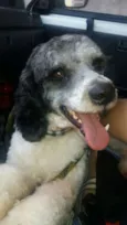 Pirata
