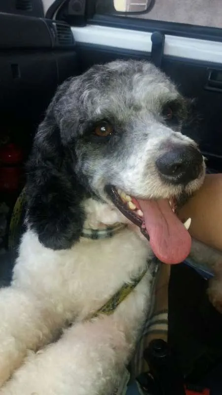Cachorro ra a  idade 2 anos nome Pirata