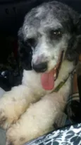 Pirata