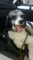 Pirata
