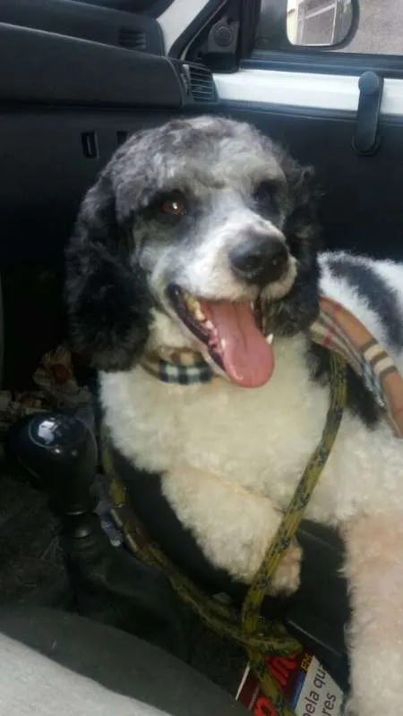 Cachorro ra a  idade 2 anos nome Pirata