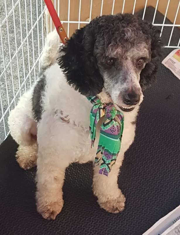 Cachorro ra a  idade 2 anos nome Pirata