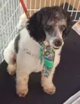 Pirata