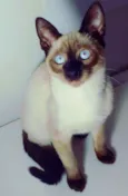 TOM