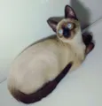 TOM