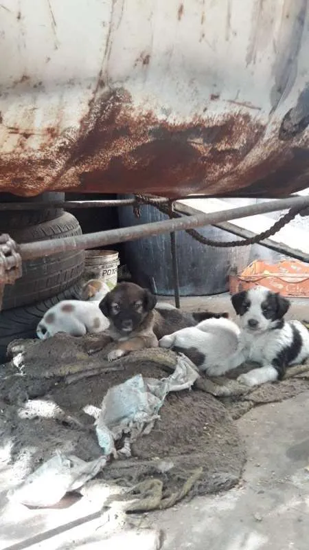 Cachorro ra a SRD idade 2 a 6 meses nome LINDOS FILHOTINHOS