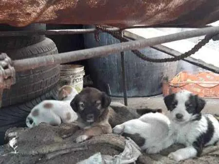 Cachorro ra a SRD idade 2 a 6 meses nome LINDOS FILHOTINHOS