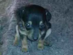 Cachorro raça SRD idade Abaixo de 2 meses nome LINDOS FILHOTINHOS