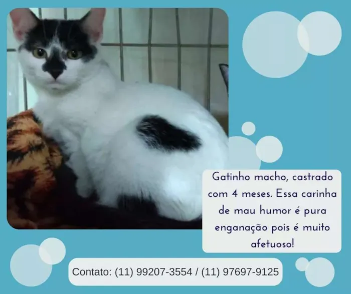 Cachorro ra a Sem raça definida idade 2 a 6 meses nome Filhotes