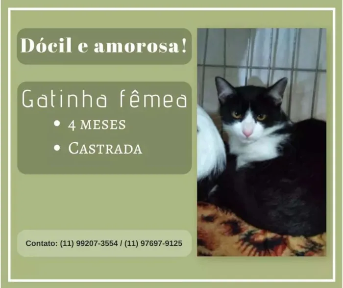 Cachorro ra a Sem raça definida idade 2 a 6 meses nome Filhotes