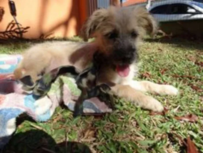 Cachorro ra a srd idade 2 a 6 meses nome Ozzy