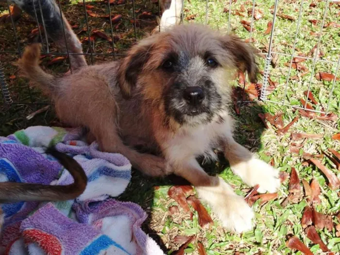 Cachorro ra a srd idade 2 a 6 meses nome Ozzy