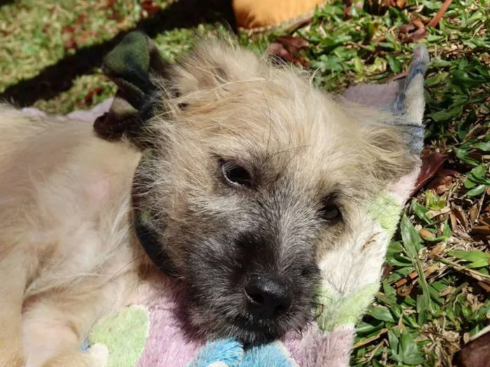 Cachorro ra a srd idade 2 a 6 meses nome Ozzy