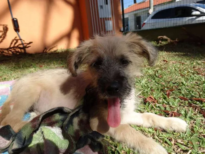 Cachorro ra a srd idade 2 a 6 meses nome Ozzy
