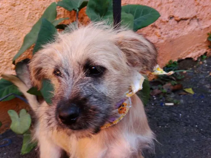 Cachorro ra a srd idade 2 a 6 meses nome Ozzy
