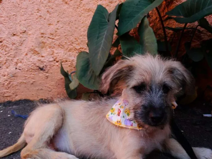 Cachorro ra a srd idade 2 a 6 meses nome Ozzy