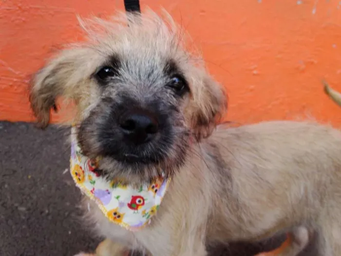 Cachorro ra a srd idade 2 a 6 meses nome Ozzy