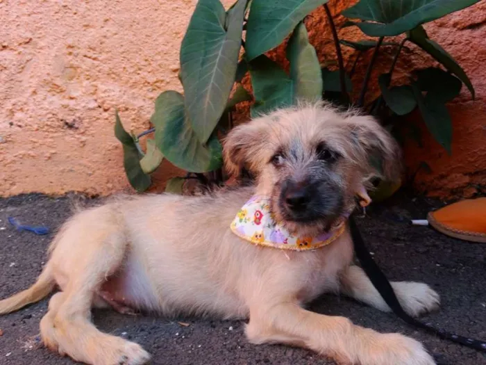 Cachorro ra a srd idade 2 a 6 meses nome Ozzy