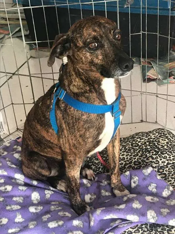 Cachorro ra a srd idade 2 anos nome Pandora