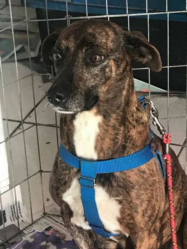 Cachorro ra a srd idade 2 anos nome Pandora
