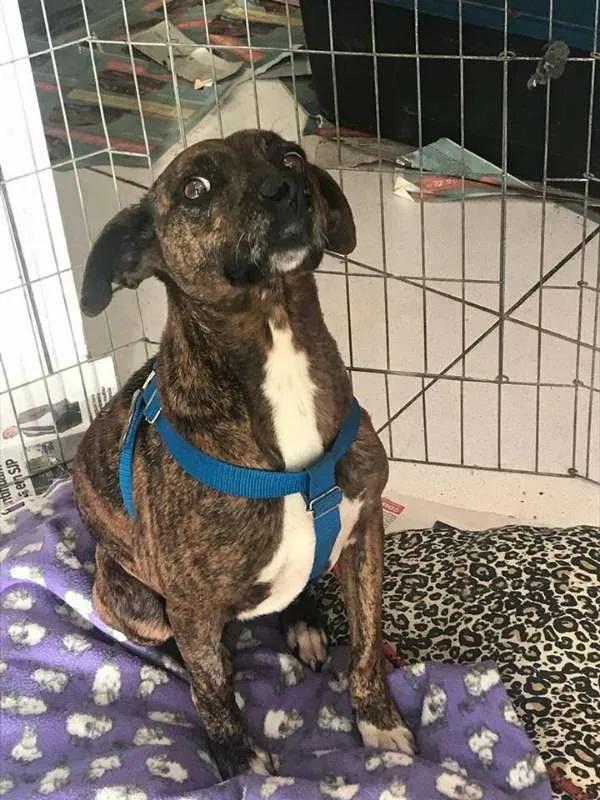 Cachorro ra a srd idade 2 anos nome Pandora