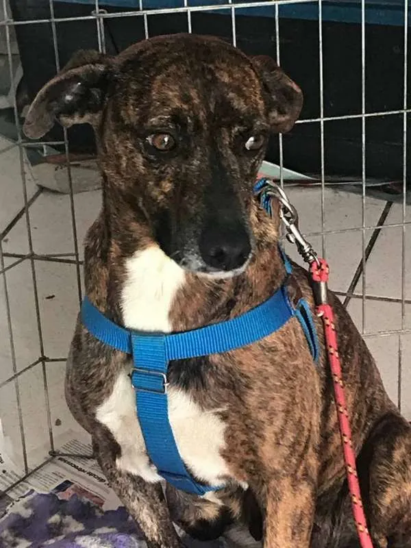 Cachorro ra a srd idade 2 anos nome Pandora