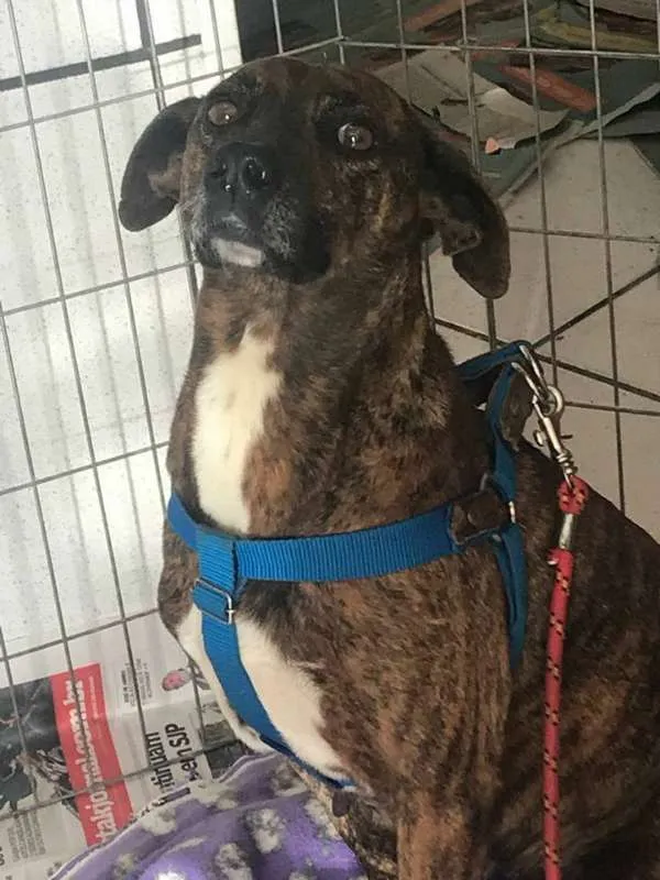 Cachorro ra a srd idade 2 anos nome Pandora