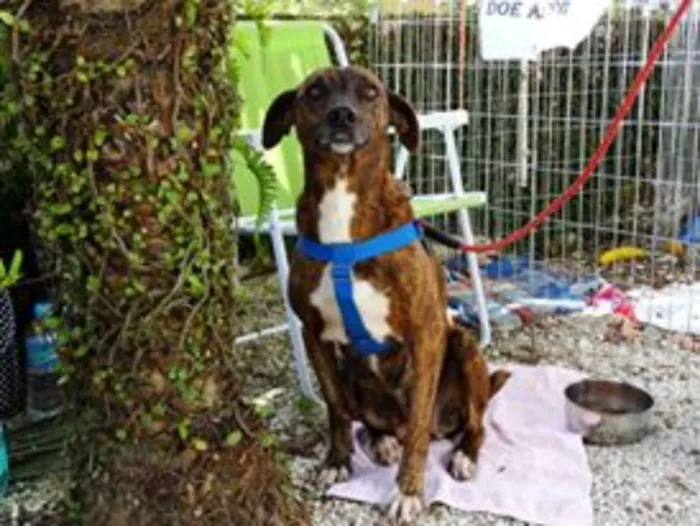 Cachorro ra a srd idade 2 anos nome Pandora
