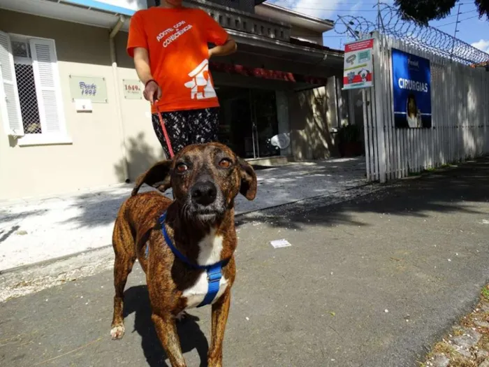 Cachorro ra a srd idade 2 anos nome Pandora