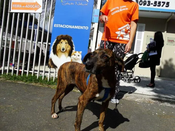 Cachorro ra a srd idade 2 anos nome Pandora