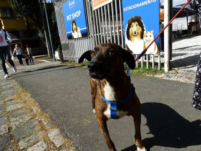Cachorro ra a srd idade 2 anos nome Pandora
