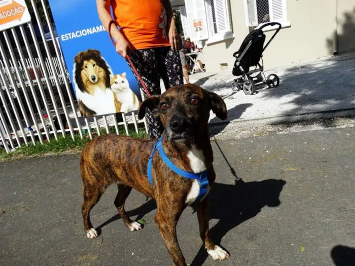 Cachorro ra a srd idade 2 anos nome Pandora
