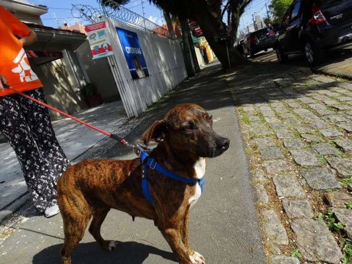 Cachorro ra a srd idade 2 anos nome Pandora