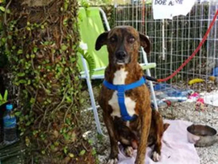 Cachorro ra a srd idade 2 anos nome Pandora