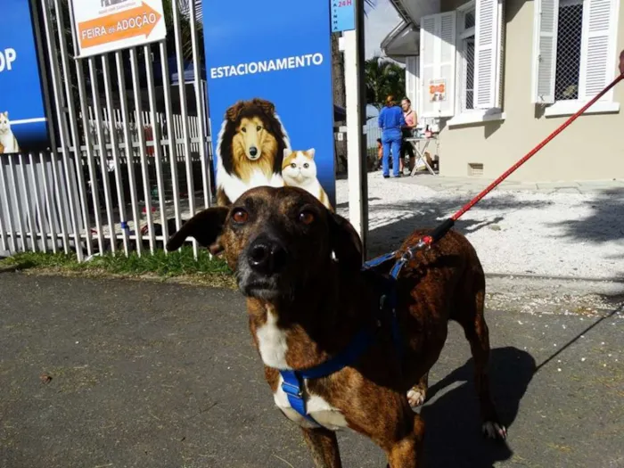 Cachorro ra a srd idade 2 anos nome Pandora