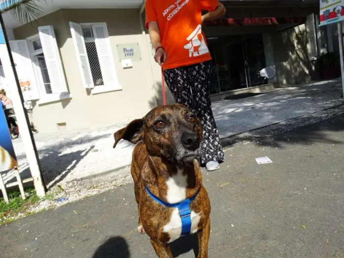Cachorro ra a srd idade 2 anos nome Pandora