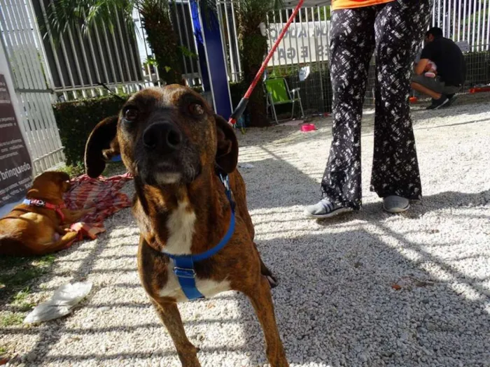 Cachorro ra a srd idade 2 anos nome Pandora