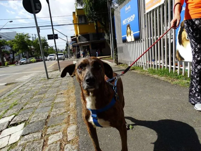 Cachorro ra a srd idade 2 anos nome Pandora