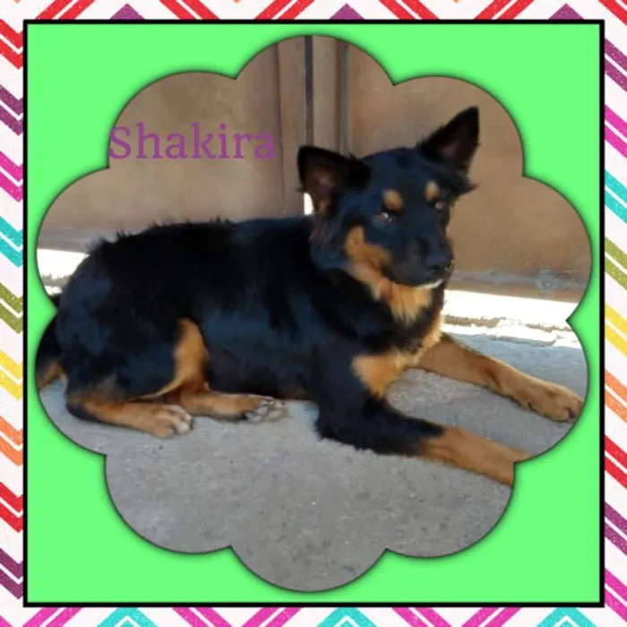 Cachorro ra a SRD idade 1 ano nome SHAKIRA