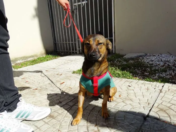 Cachorro ra a srd idade 1 ano nome Torresmo