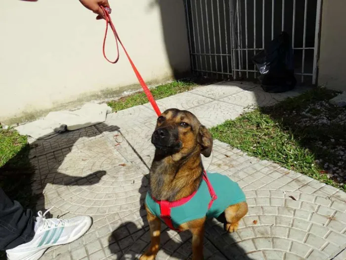 Cachorro ra a srd idade 1 ano nome Torresmo