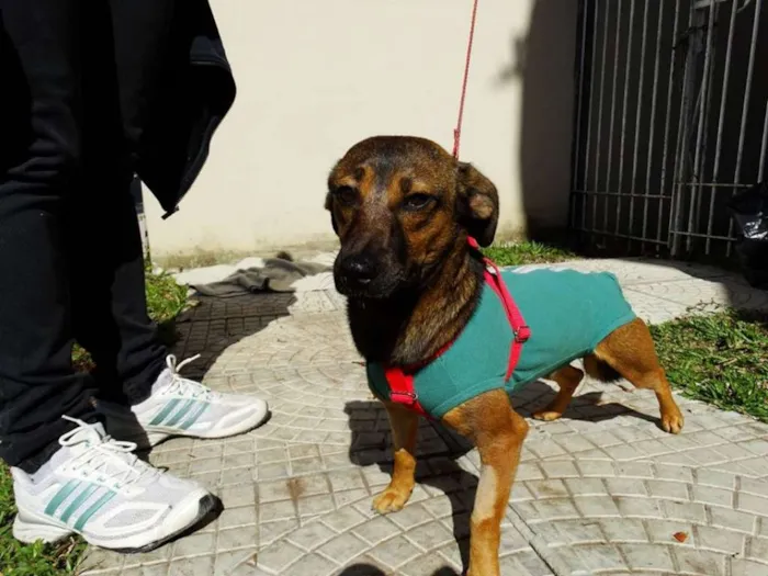 Cachorro ra a srd idade 1 ano nome Torresmo